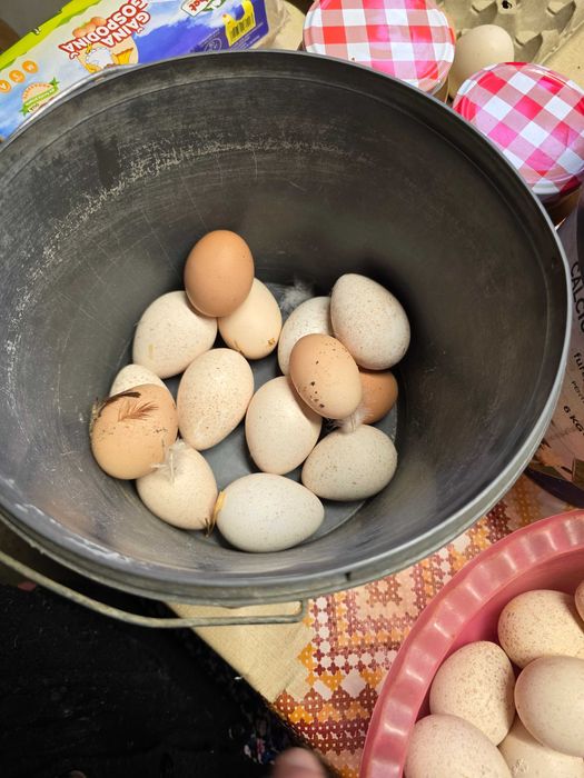 Oua de curca pt incubat