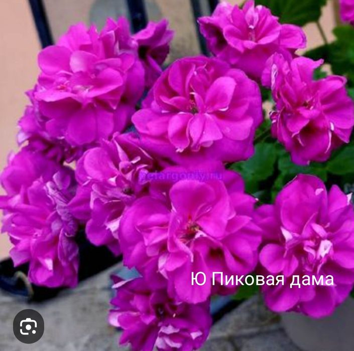 Пеларгонии сортовые