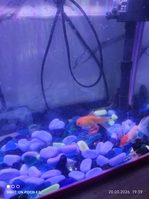 Аквариум 18-литр олинганига 1-ойхам болмади