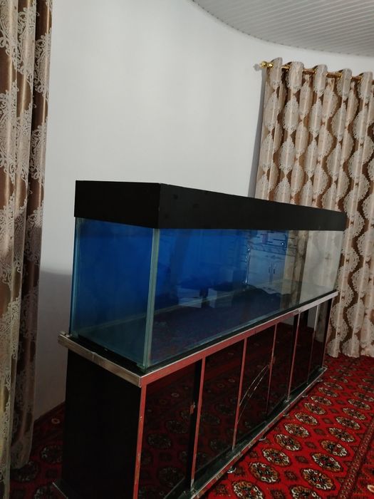 Akvarium baliq uchun