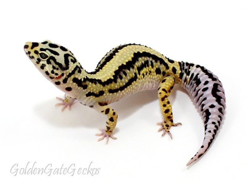 Гекконы эублефары малыши и взрослые