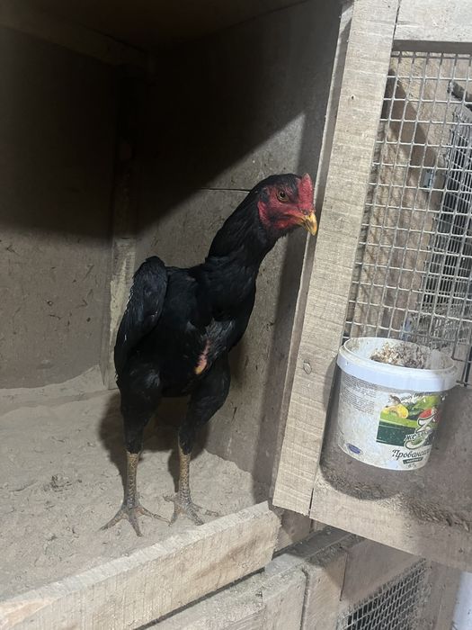 Дакан хороших кровей