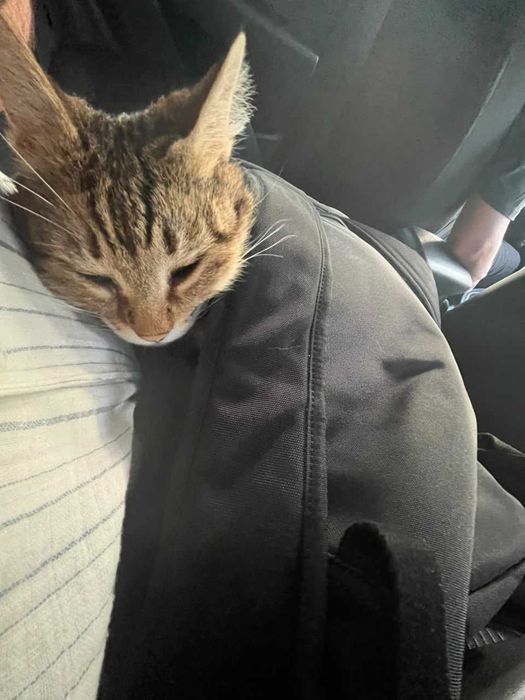 Отдам кота в добрые руки