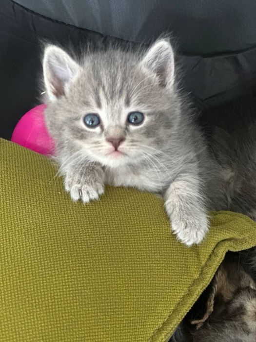 Котята британцы фолды и страйты