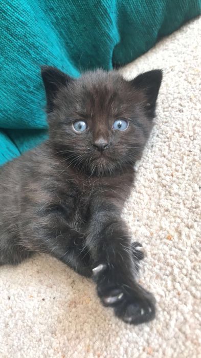 British Black  puiuț