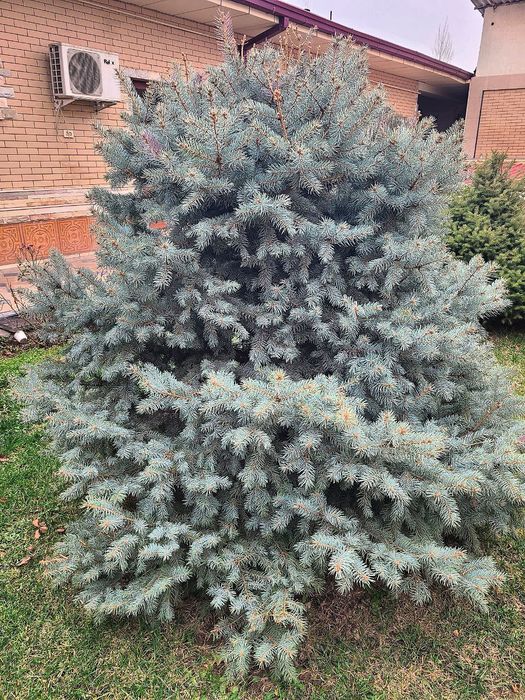 Голубая ель ( Picea pungens)