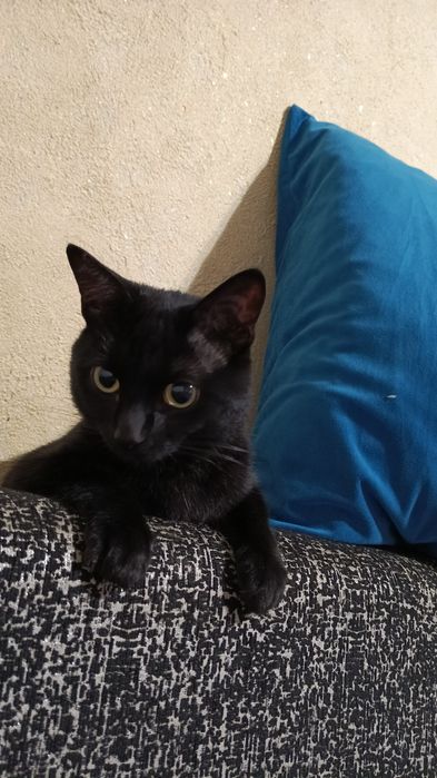 Отдам кота в хорошие руки