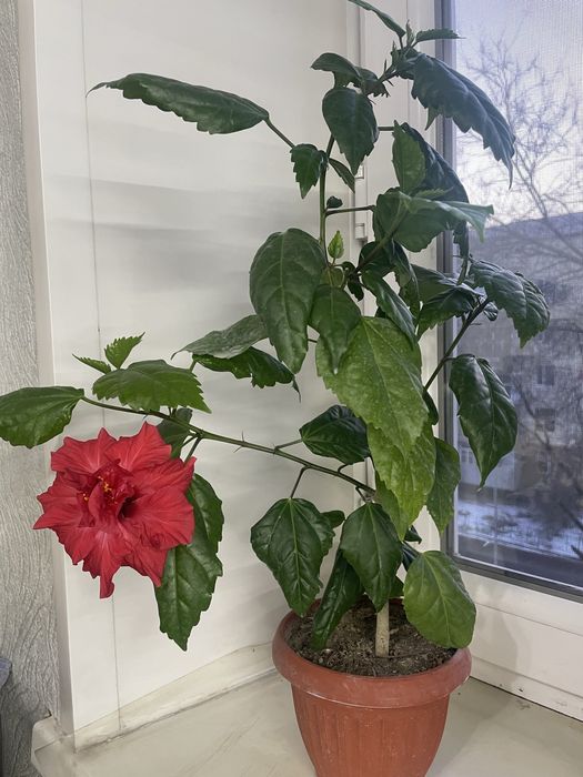 Комнатные растения