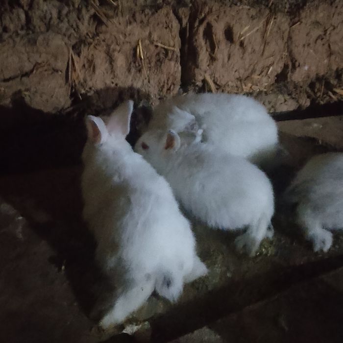 Quyon bolari sotiladi