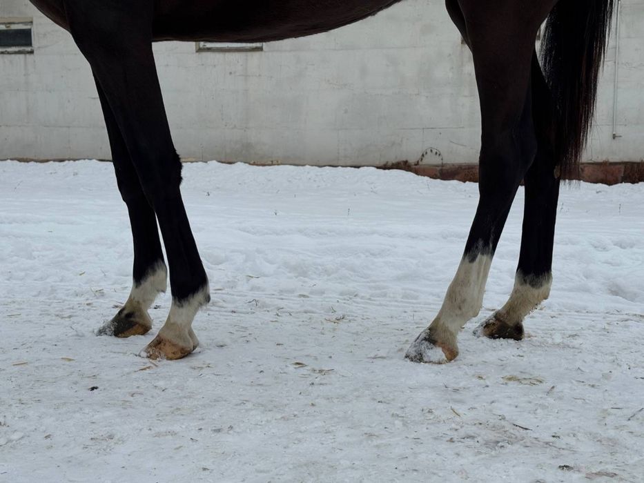 Ахалтекинская лошадь