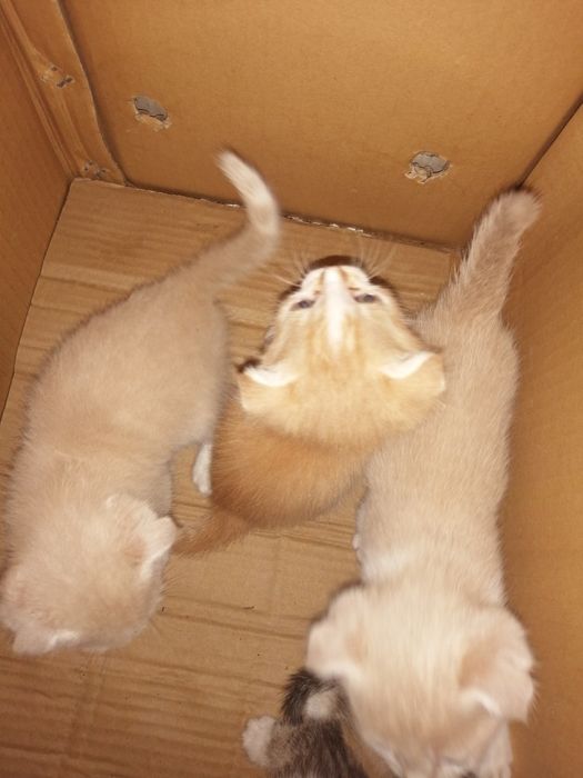 Продаются котята карликовый скотиш - фолд