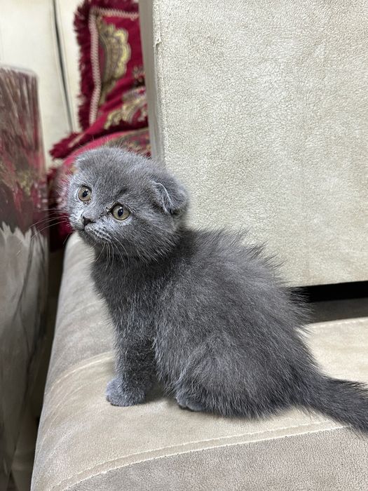 шотландская вислоухая кошка (скоттиш-фолд