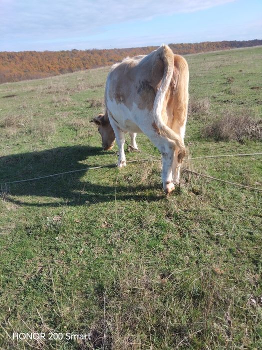 De vânzare 3 vaci și o vițică.