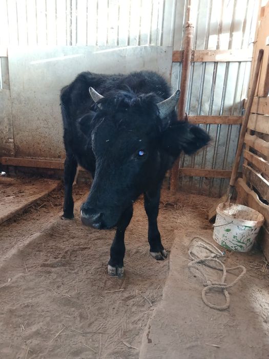 Баспақтар сатылады