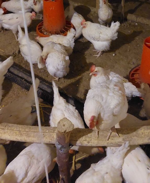 Домашние яйца. Уй шароитида бокилган товук тухумлари сотувда