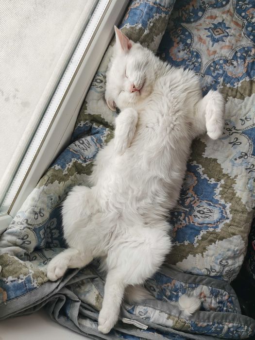 Кошка в ответственные руки