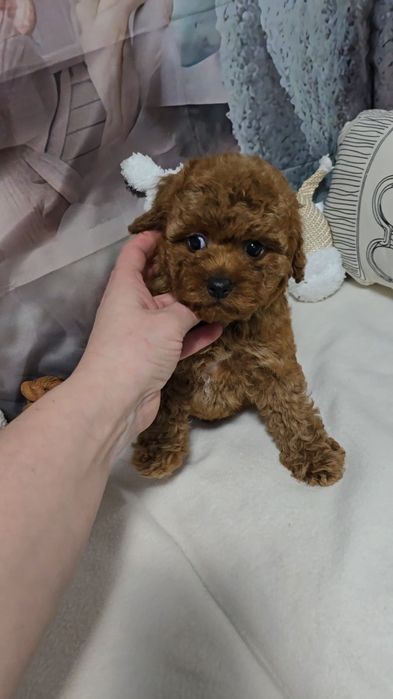 !РЕЗЕРВИРАНО!Пудел той с родословие 5 поколения назад