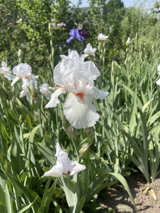 Цветок Ирис касатик или петушок