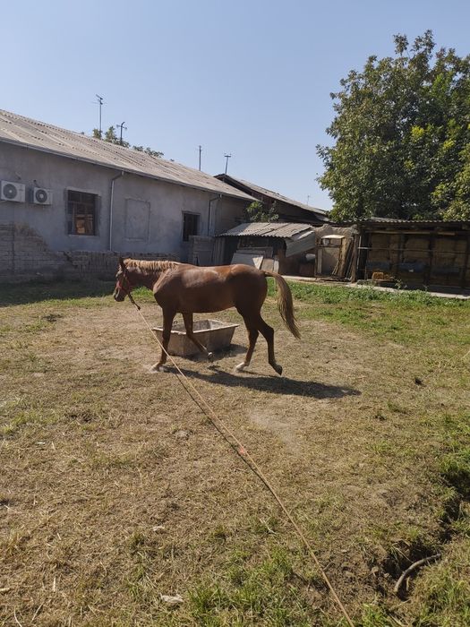 ot sotiladi yeb ichish zoʻr tani joni sogʻ