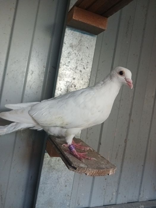 Vand porumbei voiajori albi