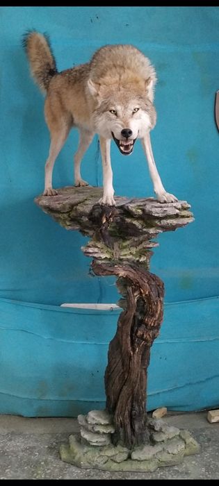 Продаю волка, который уже никого не съест!