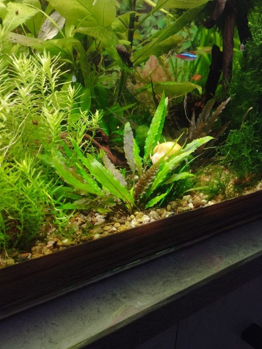 аквариумные растения