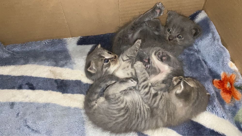 Папа шотландец, Мама британка