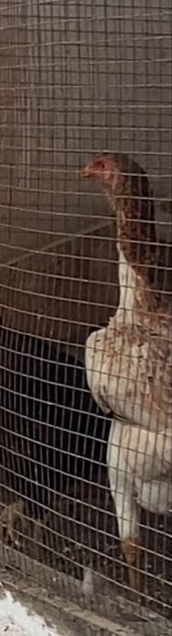 курочка дакан мощная