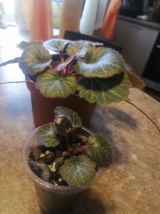 Комнатные растения