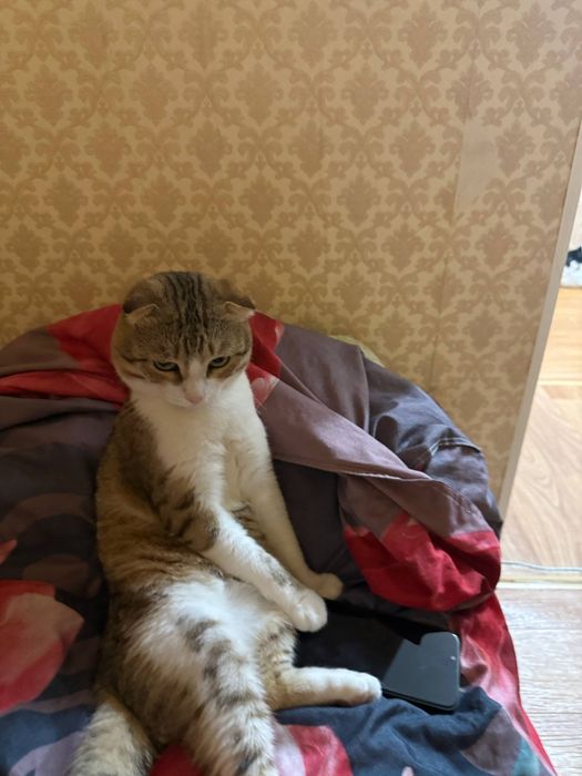 Отдам кота в добрые руки