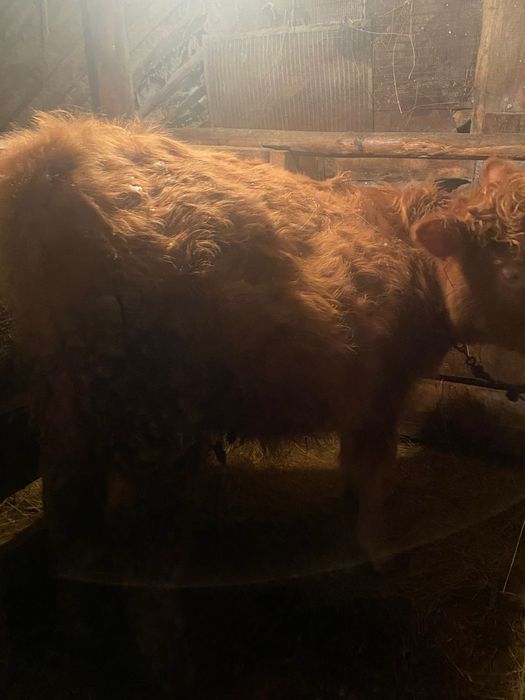 Продам КРС на откорме