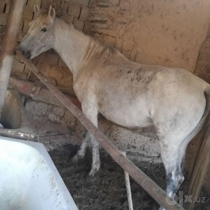 Bo'g'oz biyala sotiladi