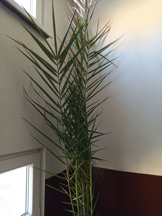 Чудесна финикова палма