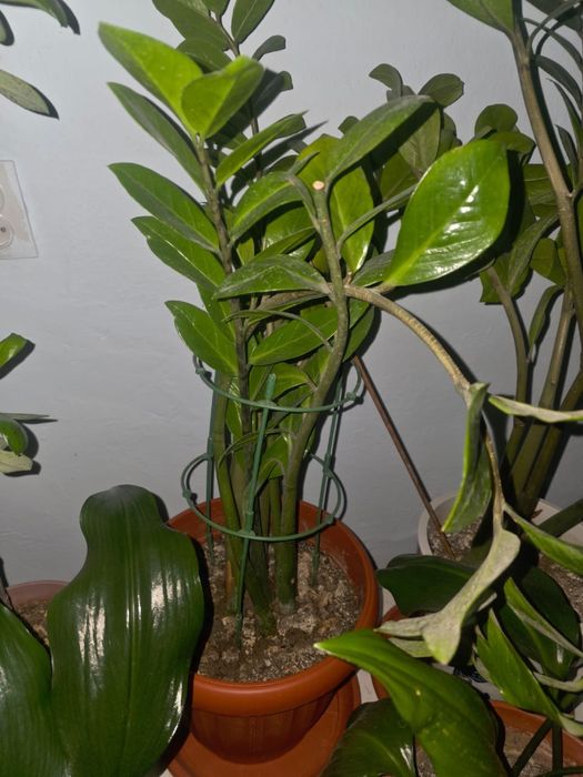 Цветы комнатные срочно