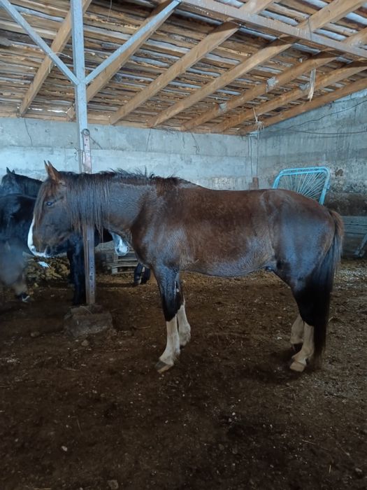 Айгыр саттыладдд