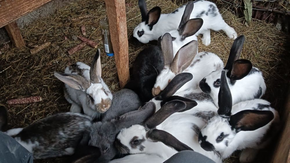 Vând iepuri fluture