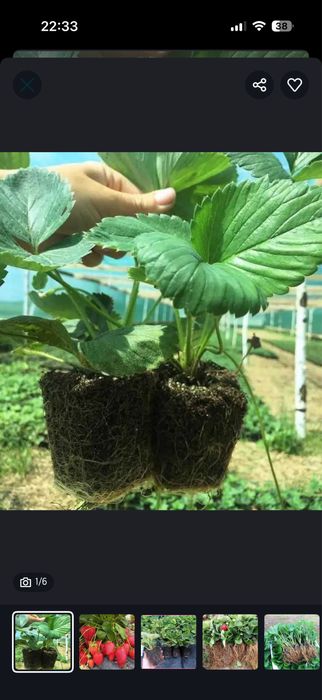 Qlupnay holati juda zor