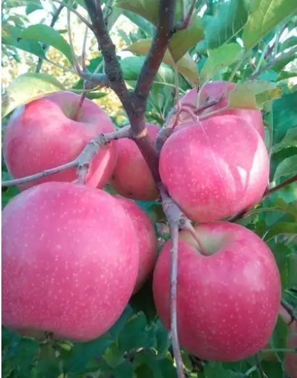 ОЛМА Кучатларини 14 хил сорти бор сортига кафолат берамиз