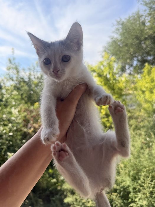 Котенок в добрые руки