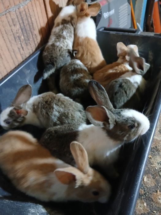 Hycole francez 8 pui