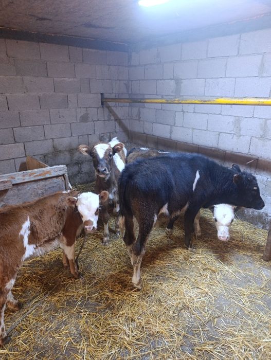 Продаются 2 бычка и 3 тёлки
