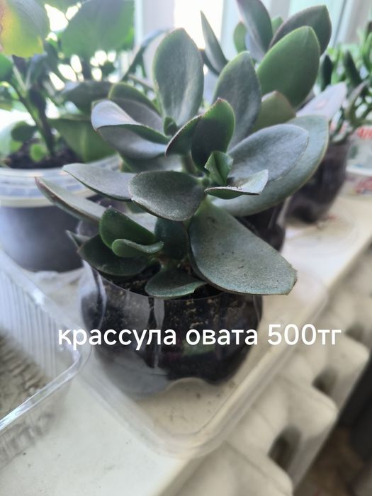 Комнатные растения