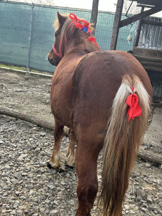 Vand sau schimb ponei foarte cumine