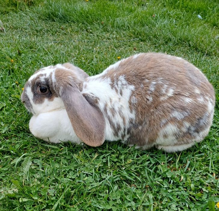 Iepurita Berbec German