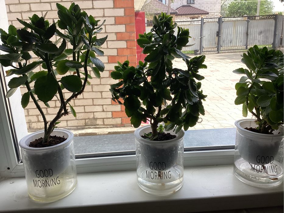 Продам цветы красивые