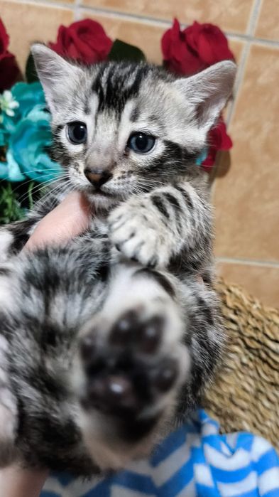 Мимишное Серебро.  Бенгалы- ДЕТКИ