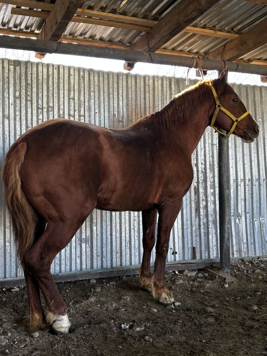 4 жасар дөнен сатылады