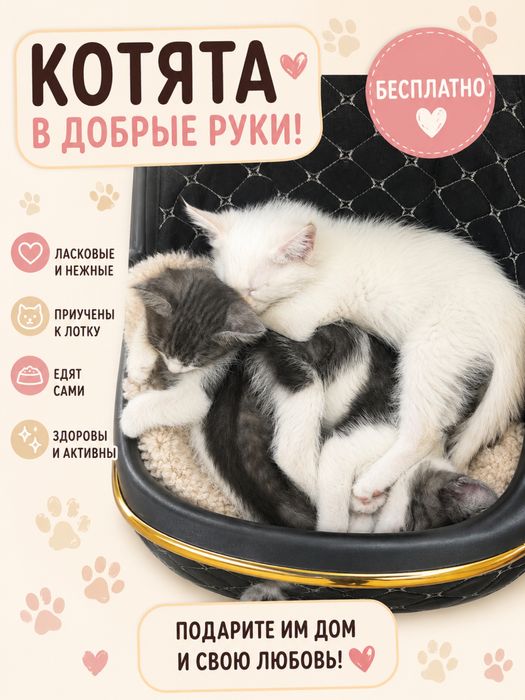 Котенки мысыктар бар