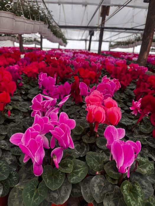 Cyclamen , primula si zambila