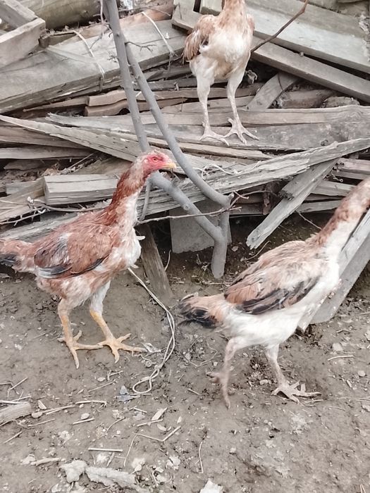 Дакан мекендер сатылад июнский